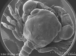 Megalopa larva-conductive-staining